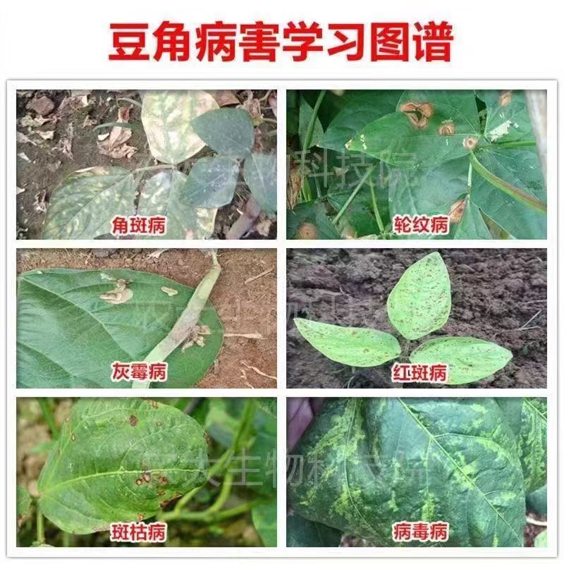 豆角病害学习图谱