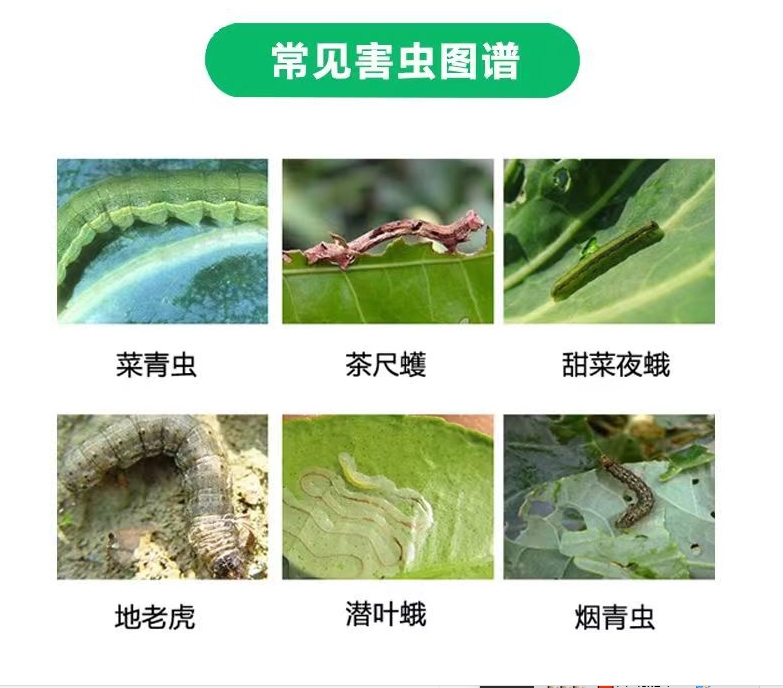 常见害虫图谱