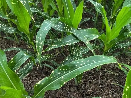 警惕玉米白斑病在西南东北扩散流行