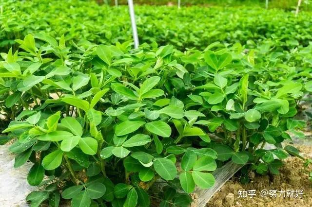 全国农技中心组织花生夏播夏管技术会商