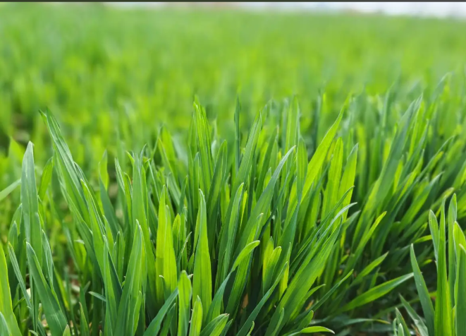 晚播小麦抗湿保苗科学施肥指导意见